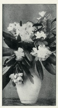 'Bloom of the Rhododendron- West Virginia State Flower.'