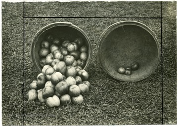 'Inwood, 1912; DeGold Miller's Tabb Orchard.  The basket at left contains entire marketable York Imperial apples from that orchard.  They were from trees sprayed May 6th.  Also at right from unsprayed portion of same tree.  Cedar Rust Experiment.  Sprayed and unsprayed fruit on York Imperial tree, May 6th.  Cedar Rust:  Spraying Atomic Sulphur.'  
