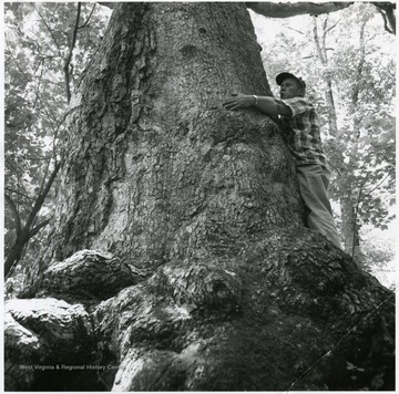 'West Virginia's best known oak tree, the third largest in the world and the largest in the state, is alive in WVU's Arboretum and as healthy as can be expected for a 400 year old tree.  It's survival was inadvertently threatened last year by construction plans which inspired protests from throughout the state.  When the architect's plans were revealed, WVU had them revised to spare the tree, which is about 80 feet high and 16 feet, five inches in circumference.  It's top is missing, main trunk is hollow, scar on side.  Warren G. Tennant, groundkeeper.'