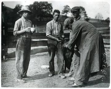 Four men vaccinating a hog from hog cholera on the farm of C. Horner.