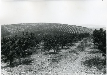 View from Pancake Orchard