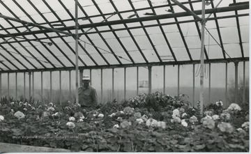 View of man standing in greenhouse.