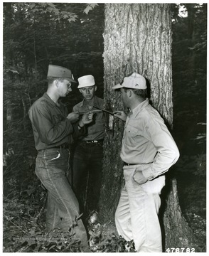 'Forestry students of West Virginia University examining the core of an increment boring on a white pine on The Meadow Creek Timber Management Area.'