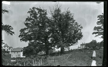 A view of WVU campus scene from 1896: twin oak trees. 