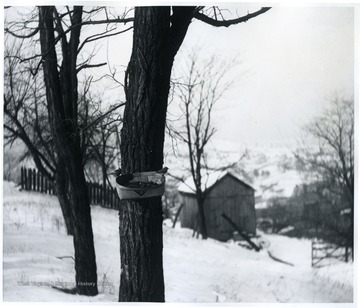 Two tufted titmouse perching on a basket hanging on a tree.