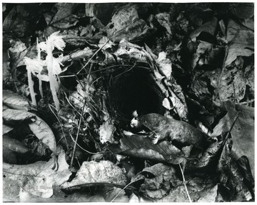 'Shrew Dead.' Four waxy white plant shooting out to the left of the nest is called 'Indian Pipe'.     