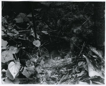 Shown here is two rabbits in nest.