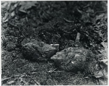 Two young Whip-Poor-Wills on moss.