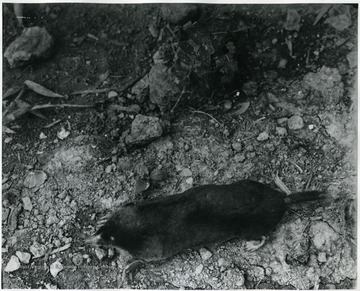 'Used by the U.S. Dept.'