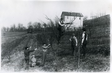 Students prune trees in a field.