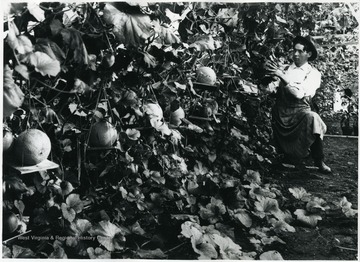 A student tends to melons in a greenhouse.