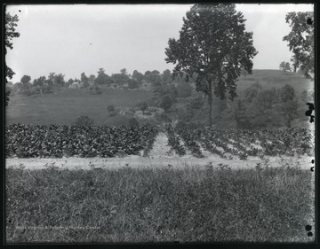 A view of vegetable garden in rural area.