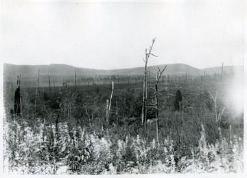 A view of burnt land near Davis.
