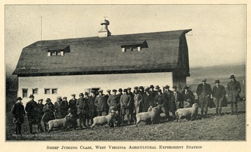 Students in a Sheep Judging class pose with their sheep in a field.