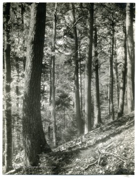 'Virginia stand mixed spruce and hardwood, Gauley River. Courtesy of U.S. Forest Service.'