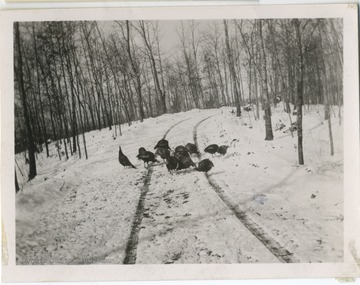 'For Major Shawhan. Bunch of wild turkeys, being fed. Picture taken on top of Thorny Mt. Seneca State Forest. State Conservation Commission. Chapter 42, p. 562.'