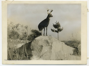 'Denny,' a favorite at the State Game Farm, French Creek, Upshur Co. State Conservation Commission.'