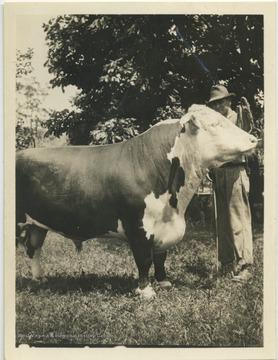 'Jimmie Fairfax, $9,000.00 Bull, weight - 1700 lbs, 2 years old.'