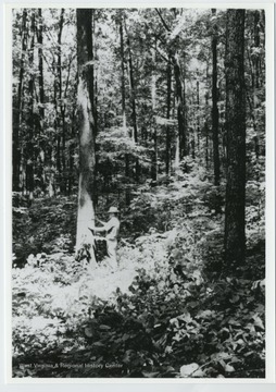 Man marks a tree near Dallison, Wood County, W. Va.