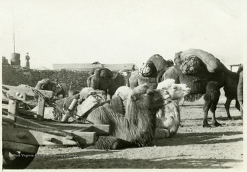 A photograph of camels with supplies.