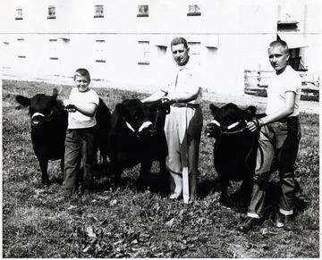 A photograph of a man and two young men each handling cattle.
