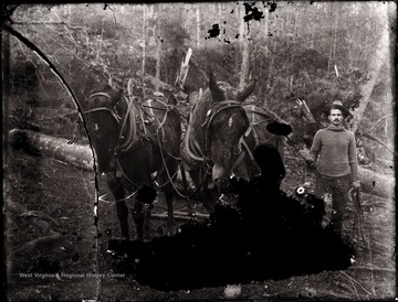 A portrait of loggers and two work horses in Helvetia, W. Va.