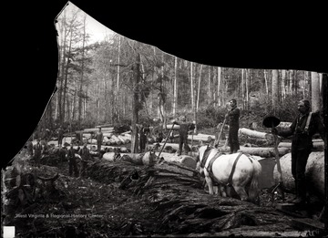 A view of logging site loggers, felled trees and a horse.