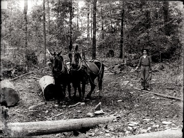 A portrait of man and two horses at the work site.