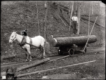 A view of work horse strapped to a loaded car on rails; a logger stands on the load.