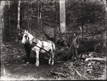 A view of two work horses and man at the work site in Helvetia, W. Va.