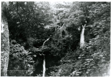 Two waterfalls deep in woods trickle down the rock face surrounded with lush vegetation.