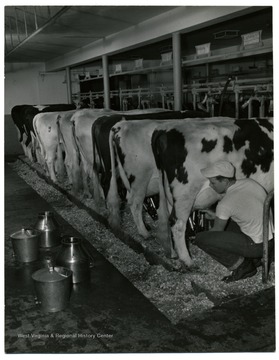 Students attaches pump to milk cows in the dairy farm lab.