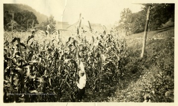 'Professor Loverett tries to hang his hat on the highest ear of corn on a stalk that is about 18 feet high, near West Union, W. Va.'