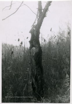 The Original Golden Apple Tree is located in Clay County,W. Va. 