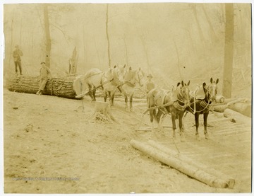 'Picture of two teams brought from Wyalusing, Pennsylvania in September 1904 by Fred Brown to be used on the Brown and Hill Lumber operations where this picture was taken in probably 1905 or 1906. The gray team was raised on the David Brown farm at Browntown, Pennsylvania and the other team was the Kintner team purchased to bring to Montes.'.