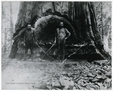 'Pardee and Curtin lumber operation in early 1920's in Nicholas County. Man in foreground is a Hamrick. Location uncertain, thought to be old Curtin or Hominy Falls'
