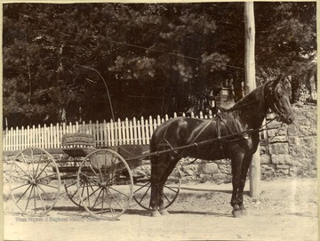 This picture of a horse named 'Bob' was "taken between the Judge Dale and John De Freise property on Mercer Street."