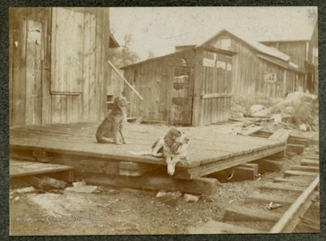 Two unidentified dogs waiting at the train tracks.