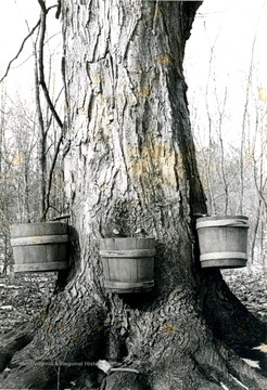Buckets or keelers used to catch slow dripping syrup from tapped tree, most likely a maple tree. The keelers pictured were made at Bittinger, Garrett County, Maryland, early to mid 19th century.