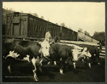 Herding cattle onto B &amp; O railroad cars for shipment.