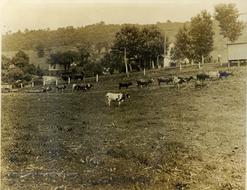 Livestock graze in front of a farmhouse at the state prison farm.