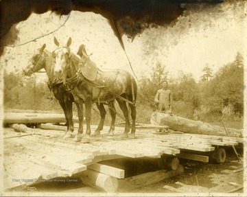 Transporting huge felled trees with a team of two horses.