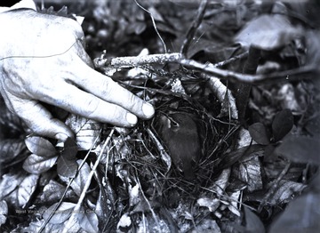 Unidentified person takes a closer look at a bird perched in it's nest.