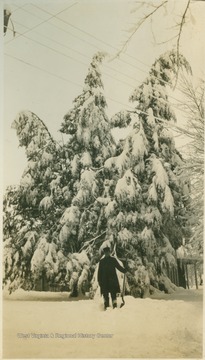 Unidentified man takes a break from shoveling snow near snow laden trees.