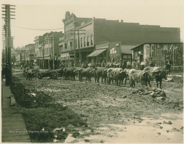 Several oxen pull a load of pipe and men through deep mud on a main street in town. 