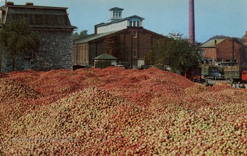 Caption on postcard reads: "A million bushels of apples at Martinsburg, West Virginia, the apple center of the Eastern panhandle of West Virginia. This area is the apple basket of the world with large canning and vinegar plants processing the fruit, even utilizing the core and the seeds for stock feed." Published by Naturecraft. (From postcard collection legacy system.)