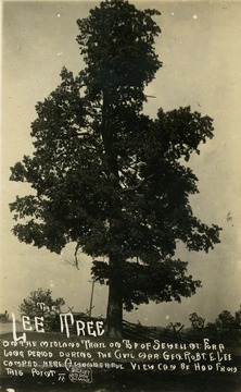 Caption on postcard reads: "The Lee Tree on the Midland Trail on top of Sewell Mountain. For a long period during the Civil War, General Robert E. Lee camped here. A wonderful view can be had from this point." (From postcard collection legacy system.)