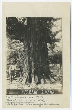 A man stands by the Big Elm tree, said to be nearly 600 years old and 31.5 feet around. (From postcard collection legacy system.)