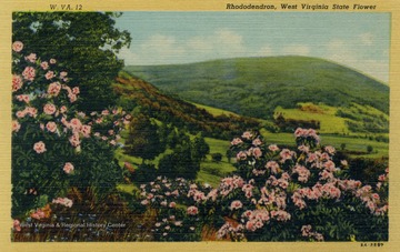 Caption on back of postcard reads: "The State Flower, Rhododendron maximum, or Big Laurel (the Rose Tree of China), was named as the official state flower under the provisions of a joint resolution adopted by the legislature of West Virginia on Januray 23, 1923." Published by Genuine Curteich.(From postcard collection legacy system--subject.)