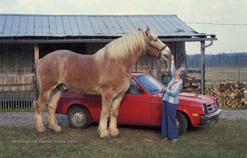 Caption on back of postcard reads: "The Farm Museum was the home of GENERAL, a registered Belgian gelding. From 1972 until his death December 17, 1981, he was the largest living horse in the world. He was the third largest horse that ever lived - 19.5 hands high; 2,859 pounds. He is being mounted and will soon be returned to the Museum for display." Published by Paige Creations. (From postcard collection legacy system--subject.)